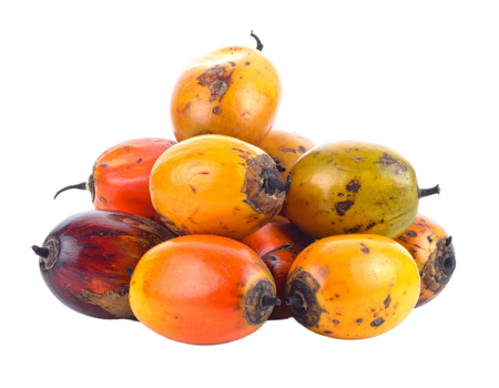 Palm Fruit2